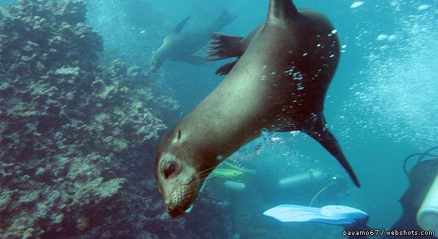 Lobos Island