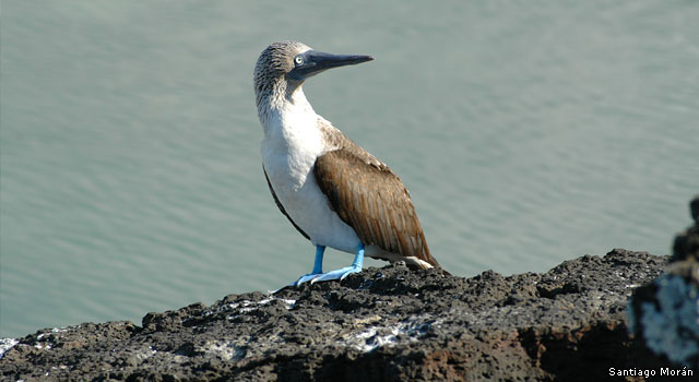 Tortuga Bay