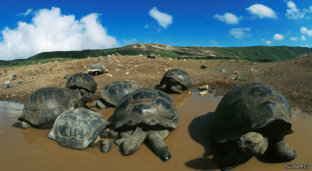 Volcán Alcedo